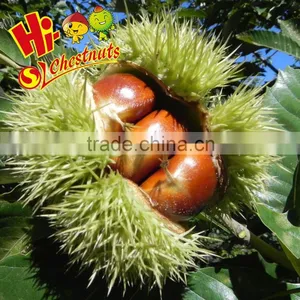 Medium Size Fresh Chinese Organic Chestnut thumbnail-2