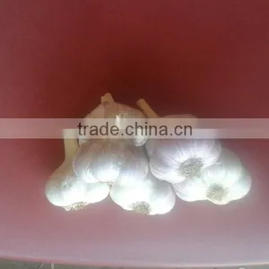 Garlic ( White - Red ) High Quality thumbnail-2