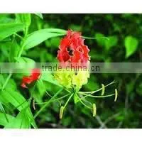 Gloriosa Superba Extract (Thiocolchicoside) IP/FP thumbnail-2