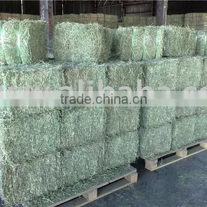Alfalfa thumbnail-1