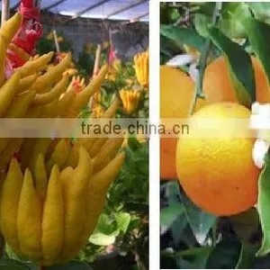BERGAMOT OIL (PURE & NATURAL) , QUALITY ASSURANCE thumbnail-1
