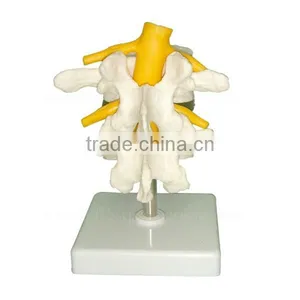 Human Body Anatomy Spine Model Lumbar Vertebra thumbnail-5