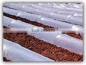 Agriculture Mulch Films ,perforated Clear Mulch Film (with 2 or 4 Holes) thumbnail-5