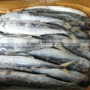 Frozen Spanish Mackerel thumbnail-1