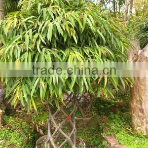 Ficus Irregularis Cage Shape thumbnail-1