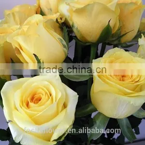 Dubai Fresh Flower Importers Rose Flowers Rare Rose Fresh Anthurium Rose Wholesale All Types of Flowers Wholesale thumbnail-1