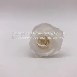 Wholesale3-4cm Elegant Real Touch Preserved Rose Flower thumbnail-2
