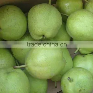 2012 New Fresh Early Mature Green Su Pear thumbnail-1