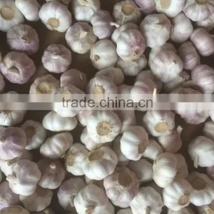 Garlic thumbnail-3