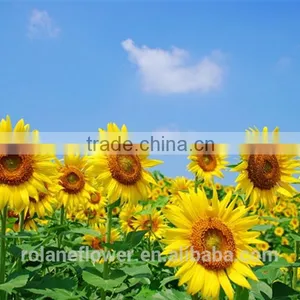 Hot Style Top Quality Sunflower Flower With Long Term thumbnail-4