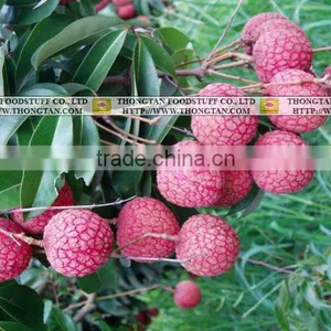 Canned Lychee in Syrup thumbnail-1