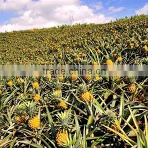 Chinese Factory Supply Enzyme Preparation Bromelain 100,000u/g for Sale thumbnail-3