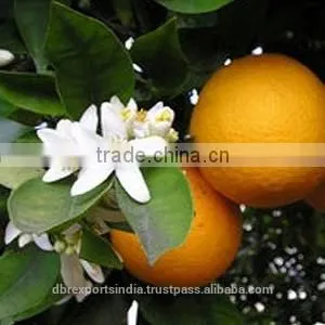 Bulk Neroli Oil From India thumbnail-1