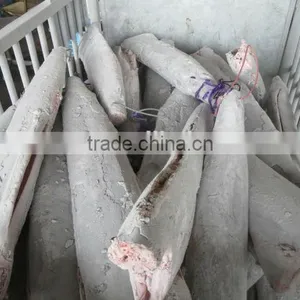 Frozen Sail Fish Frozen Seafood thumbnail-1