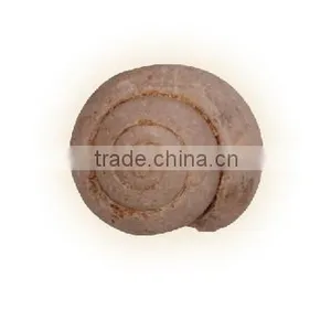 Fossil Specimens, Sahara Gastropod thumbnail-1