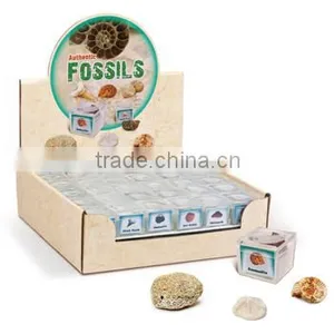 Fossils in Magnifying Box, 12 Asstd. 72pcs per Display thumbnail-1