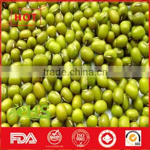 High Quality Green Mung Bean for Sale thumbnail-1