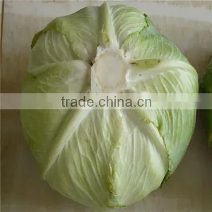 New Crop Flat Cabbage/round Cabbage for Sale thumbnail-5