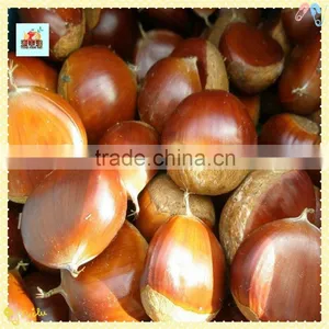 The Best Chinese Chestnuts Species--Fresh Chestnut for Sale thumbnail-1