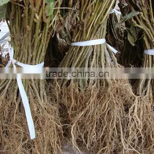 Kiwifruit Tree Seedling thumbnail-3