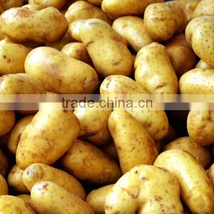Dutch Potatoes/Pomme de Terre Hollandais thumbnail-4