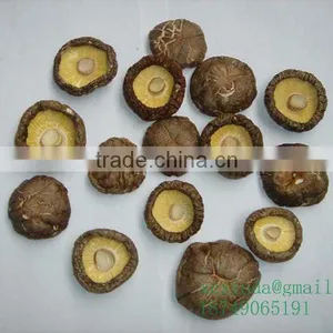 Thick Mushroom thumbnail-1