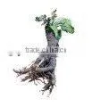 Burdock Root Extract Powder thumbnail-1
