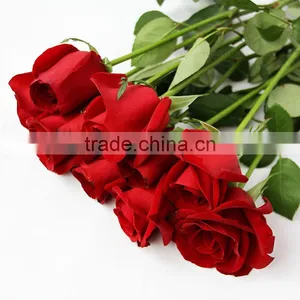 Cheap Fresh Red Rose Flowers With High Quality thumbnail-1