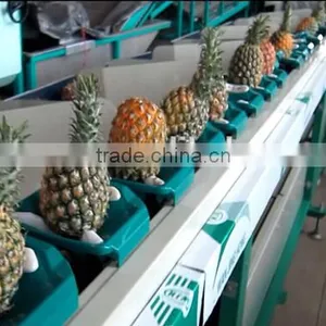 Pitaya Grading Machine Sorter Grader thumbnail-2