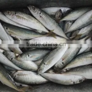 Frozen Horse Mackerel Hot Sale Fresh Fish Made in China thumbnail-2