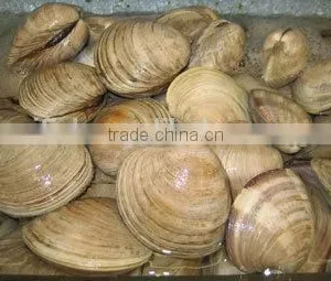 Cherry Stone thumbnail-4