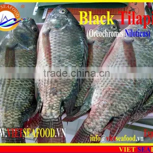 FROZEN BLACK TILAPIA WHOLE ROUND thumbnail-4