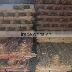 Laboon Cane thumbnail-1