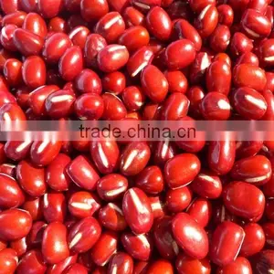 Adzuki Bean thumbnail-2