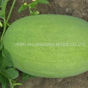 SHUANGXING f1 Big Hybrid Watermelon Seeds Outdoor Grown thumbnail-1