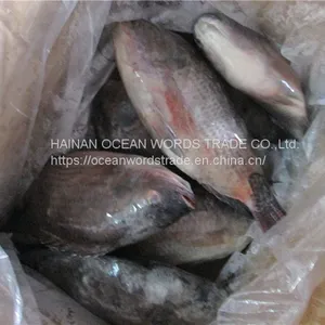 Tilapia Whole Round 300-500/500-800/800+ thumbnail-2