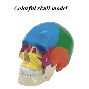 Human Anatomical Model Medical Training Model Skeletal Model thumbnail-1