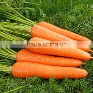 200g-250g Bulk Vegetables/fresh Sweet Carrot thumbnail-3