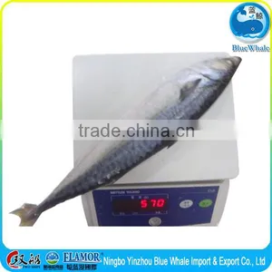 100/200g 200/300g 300/500g 400/600g Scomber Japonicus thumbnail-4