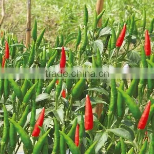 DRIED CHILLI POWDER FROM VIET NAM thumbnail-5