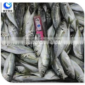 Wholesale Fishing Frozen Yellow Tail Horse Mackerel Fish thumbnail-1