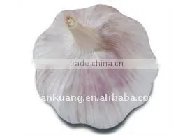 High Quality Chinese Normal Garlic thumbnail-1