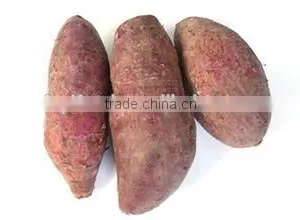 Fresh Sweet Potato Vegetable on Sale thumbnail-3