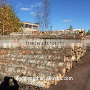 Quality Russian BIRCH LOGS- Grade A Fresh Cuts Quality Choice thumbnail-1