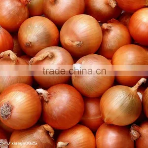 New and Bulk Crop Onion thumbnail-1
