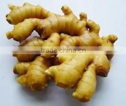 Ginger Powder Top Grade Factory Price thumbnail-1