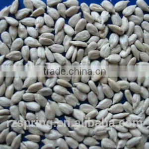 BAKERY GRADE SUNFLOWER SEED KERNELS thumbnail-1