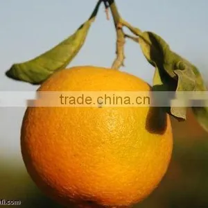 Sokari Orange thumbnail-1