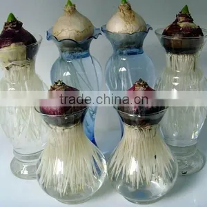 Small and Big Home Decorative Hydroponics Hyacinth Flower Glass Vessel Glass Vase thumbnail-1
