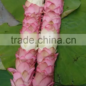 Fresh Lotus Garland Exporter/Supplier In India thumbnail-1